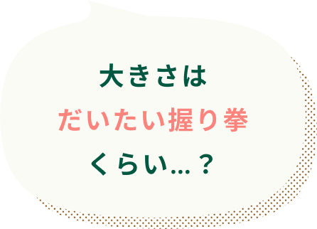 大きさはだいたい握り拳くらい…？